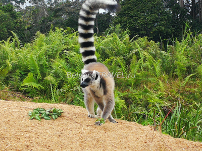 Лемур - один из символов Мадагаскара
